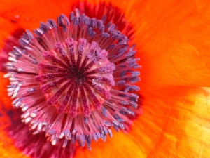Extremem closeup on orange poppy, purple center.