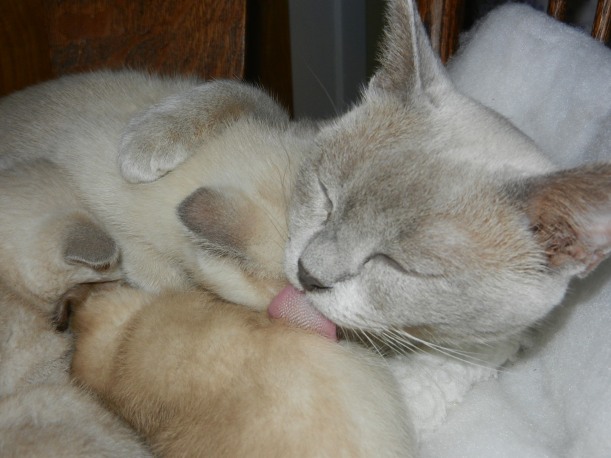 Platinum mama nursing a pile of kittens.