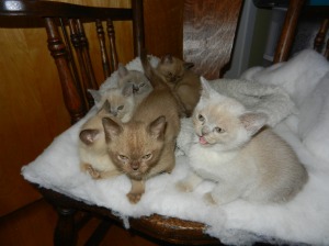 Six kittens